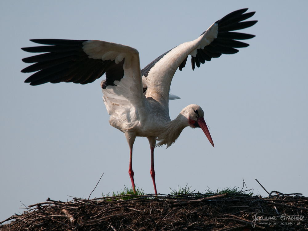 066_Biebrza - kwiecien 2011.jpg